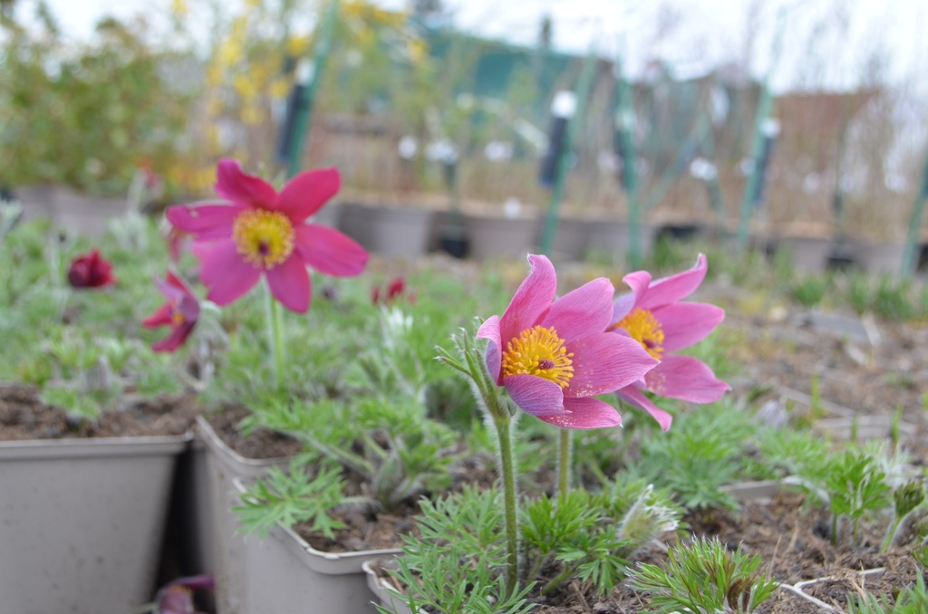 Pulsatilla vulgaris 'Rubra' - La Pépinière d'Agnens