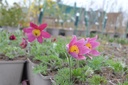 Pulsatilla vulgaris 'Rubra' - La Pépinière d'Agnens