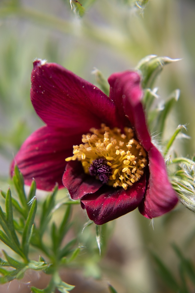 Pulsatilla vulgaris 'Rubra' - La Pépinière d'Agnens