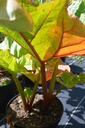 Rheum rhabarbarum 'Canadian Red' - La Pépinière d'Agnens