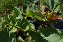 Rheum rhabarbarum 'Canadian Red' - La Pépinière d'Agnens
