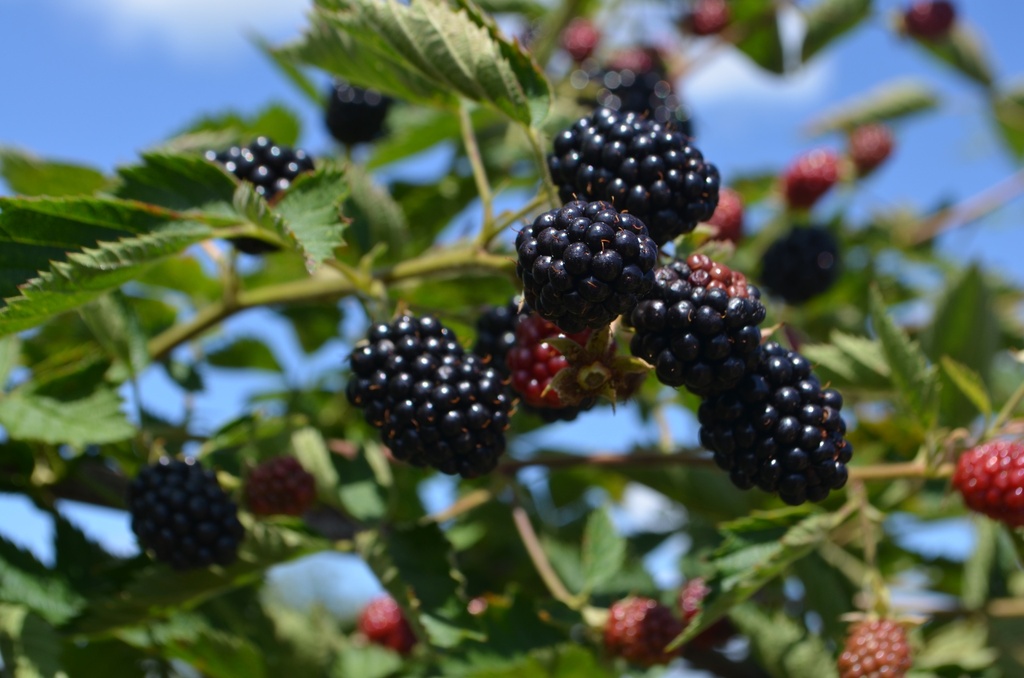 Rubus (1) fruticosus 'Loch Ness' - La Pépinière d'Agnens