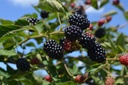 Rubus (1) fruticosus 'Loch Ness' - La Pépinière d'Agnens