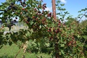 Rubus (1) fruticosus 'Loch Ness' - La Pépinière d'Agnens