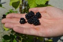 Rubus (1) fruticosus 'Theodor Reimers' - La Pépinière d'Agnens