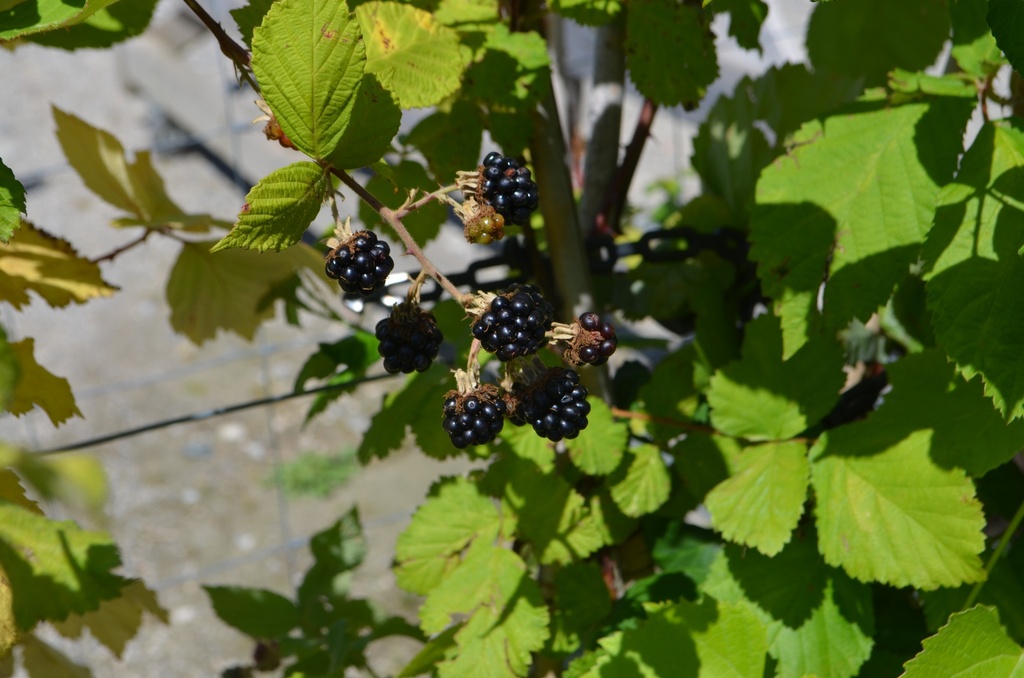 Rubus (1) fruticosus 'Theodor Reimers' - La Pépinière d'Agnens