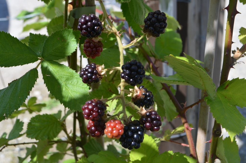 Rubus (1) fruticosus 'Theodor Reimers' - La Pépinière d'Agnens