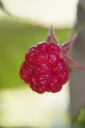 Rubus (2) idaeus 'Autumn Bliss' - La Pépinière d'Agnens