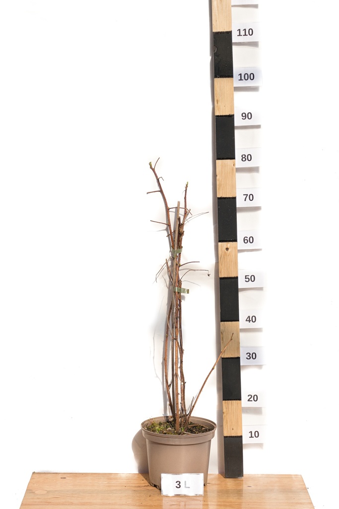 Rubus (3) idaeus 'Willamette' - La Pépinière d'Agnens