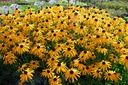 Rudbeckia fulgida var. sullivantii 'Goldsturm' - La Pépinière d'Agnens