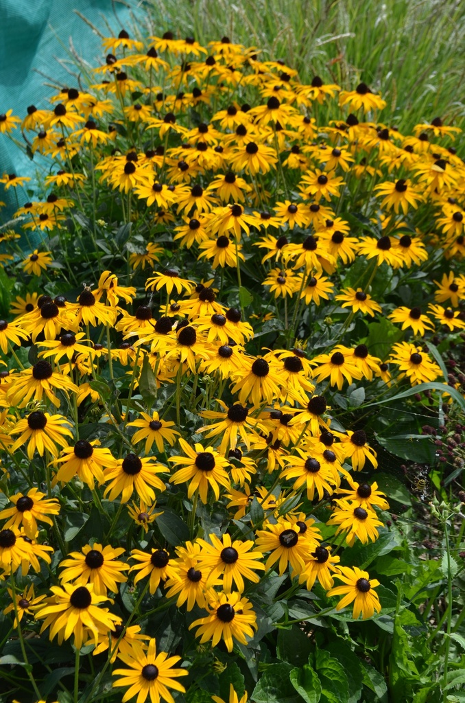 Rudbeckia fulgida var. sullivantii 'Goldsturm' - La Pépinière d'Agnens
