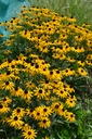 Rudbeckia fulgida var. sullivantii 'Goldsturm' - La Pépinière d'Agnens
