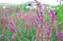 Salvia nemorosa 'Amethyst' - La Pépinière d'Agnens