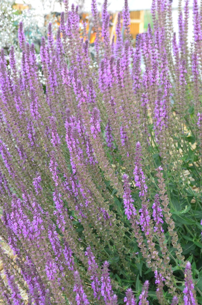 Salvia nemorosa 'Amethyst' - La Pépinière d'Agnens