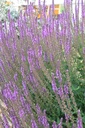 Salvia nemorosa 'Amethyst' - La Pépinière d'Agnens