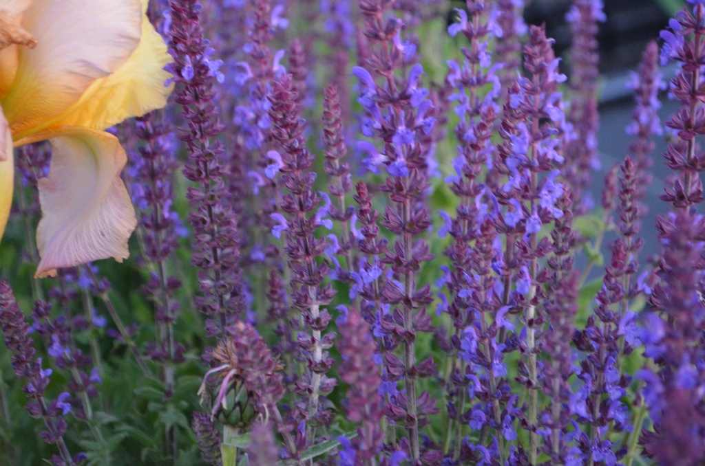 Salvia nemorosa 'Blauhügel' - La Pépinière d'Agnens