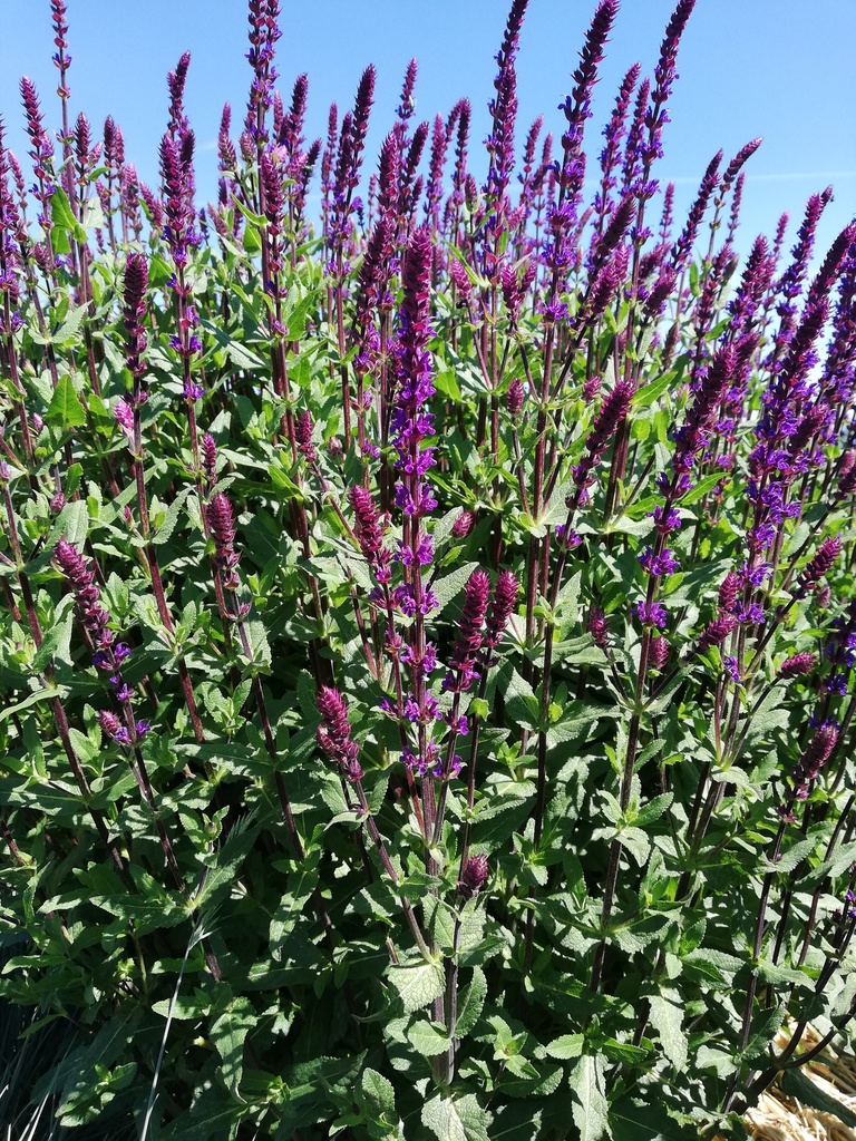 Salvia nemorosa 'Caradonna' - La Pépinière d'Agnens