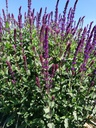 Salvia nemorosa 'Caradonna' - La Pépinière d'Agnens