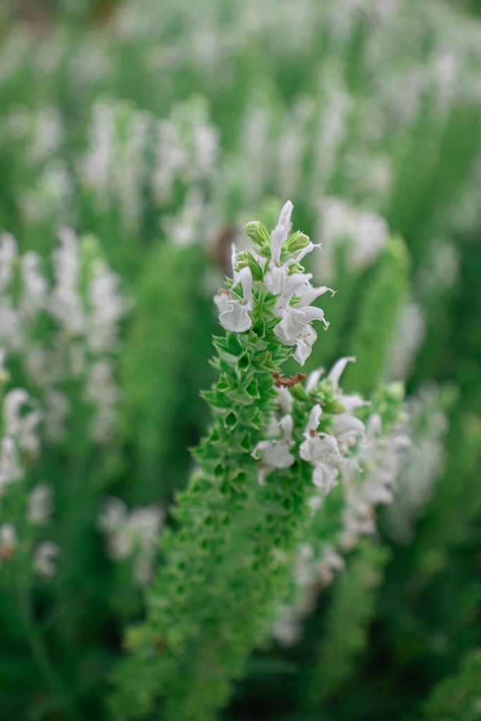 Salvia nemorosa 'Schneehügel' - La Pépinière d'Agnens