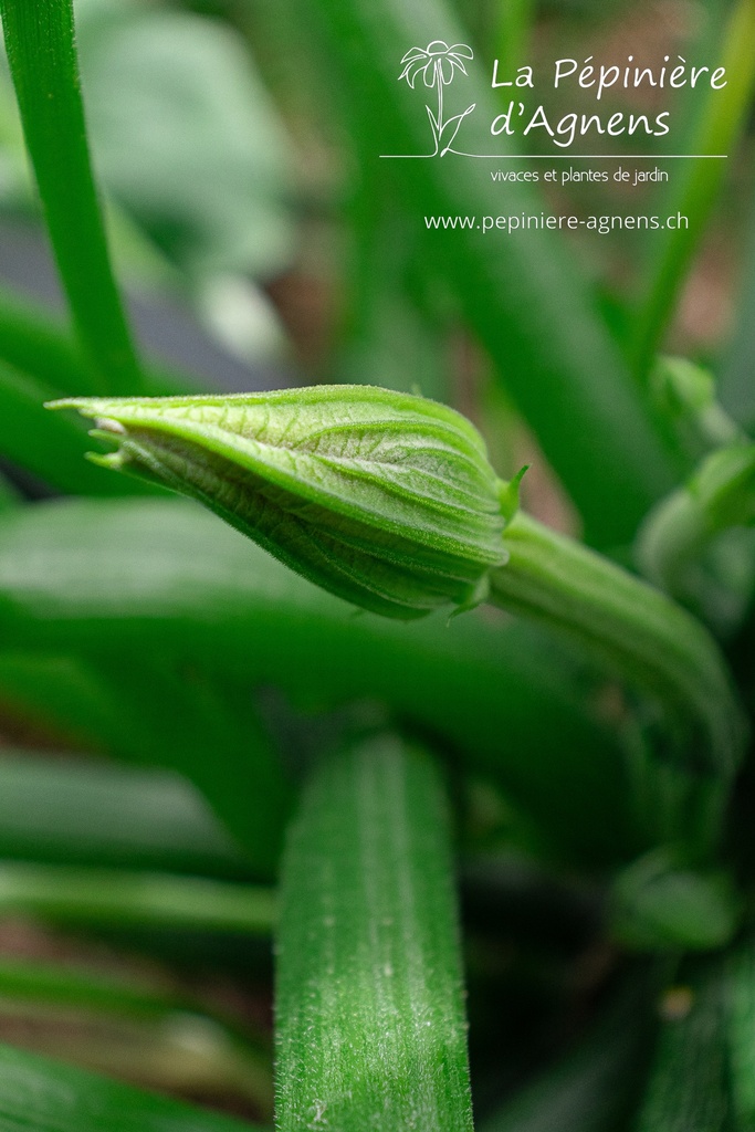 Courgette à fruits long 'Grey Zucchini'- La pépinière d'Agnens