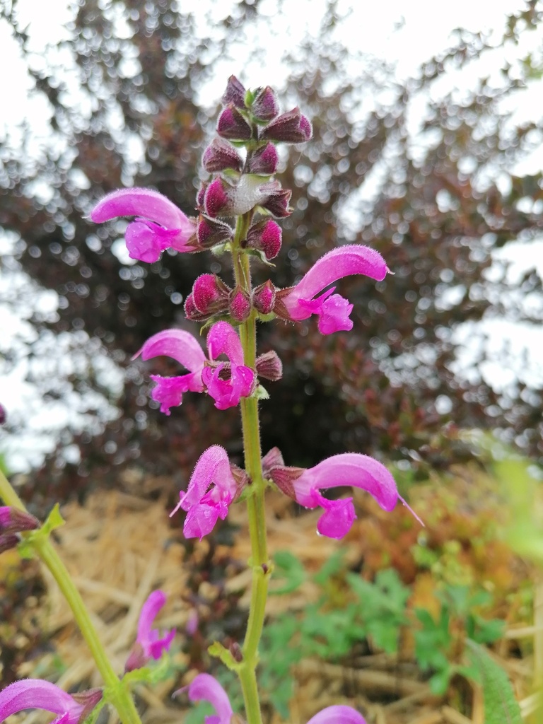 Salvia pratensis 'Sweet Esmeralda' - La Pépinière d'Agnens