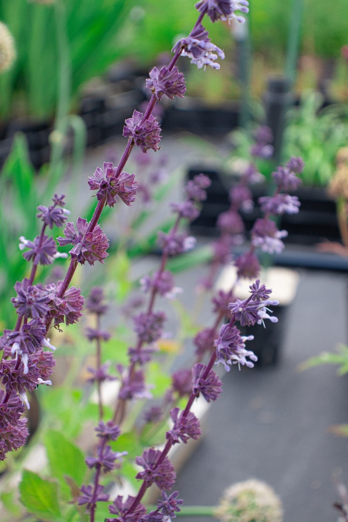 Salvia verticillata 'Hanney's Blue' - La Pépinière d'Agnens