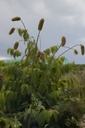 Sanguisorba armena - La Pépinière d'Agnens