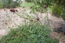Sanguisorba officinalis 'Tanna' - La Pépinière d'Agnens