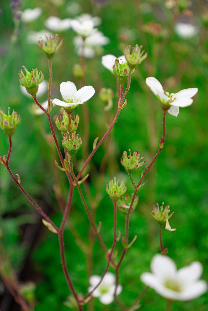 Saxifraga arendsii (x) 'Adebar' - La Pépinière d'Agnens