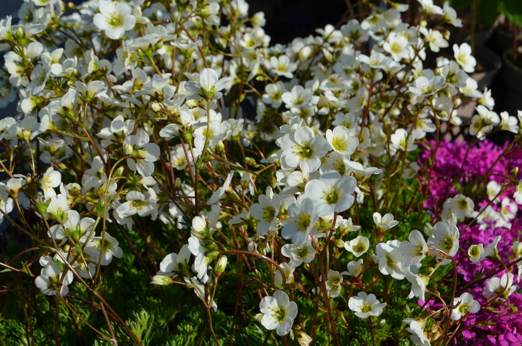 Saxifraga arendsii (x) 'Adebar' - La Pépinière d'Agnens