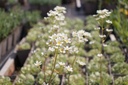 Saxifraga paniculata - La Pépinière d'Agnens