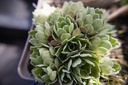 Saxifraga paniculata - La Pépinière d'Agnens