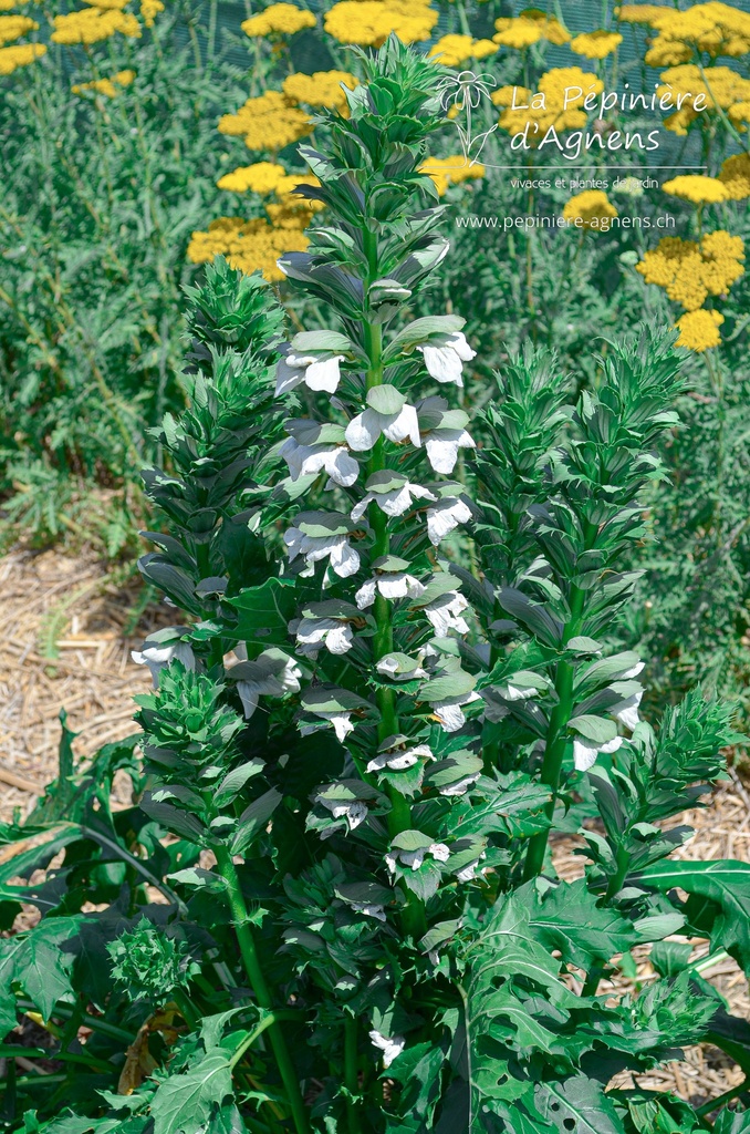 Acanthus mollis 'Rue Ledan' - La pépinière d'Agnens