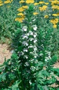 Acanthus mollis 'Rue Ledan' - La pépinière d'Agnens