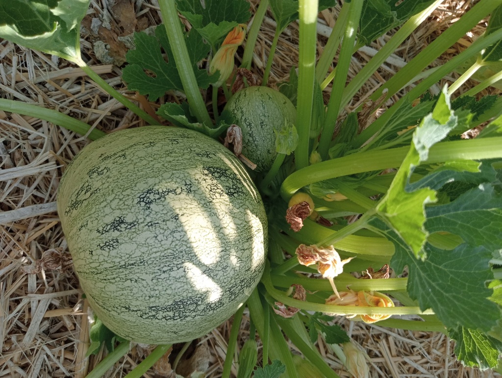 Courgette à fruits rond 'Rond de Nice'- La pépinière d'Agnens