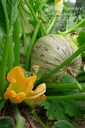 Courgette à fruits rond 'Rond de Nice'- La pépinière d'Agnens