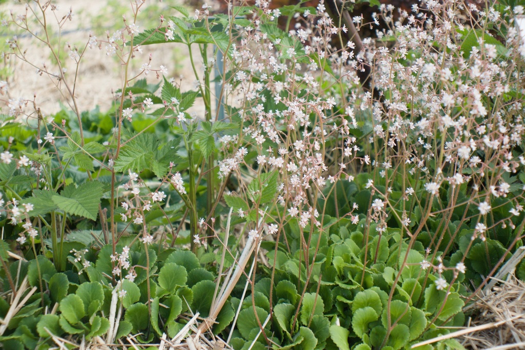Saxifraga urbium (x) - La Pépinière d'Agnens