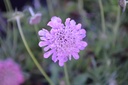 Scabiosa columbaria 'Pincushion Pink' - La Pépinière d'Agnens