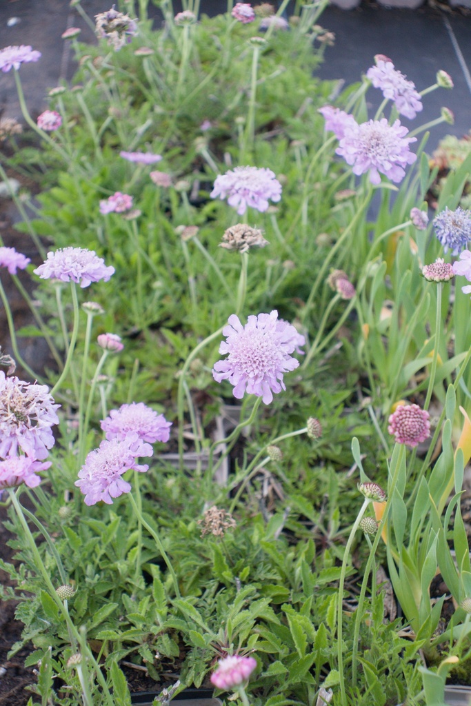 Scabiosa columbaria 'Pink Mist' - La Pépinière d'Agnens
