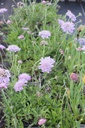 Scabiosa columbaria 'Pink Mist' - La Pépinière d'Agnens