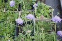 Scabiosa japonica var. alpina 'Ritz Blau' - La Pépinière d'Agnens
