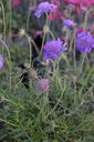 Scabiosa japonica var. alpina 'Ritz Blau' - La Pépinière d'Agnens