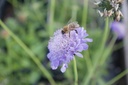 Scabiosa japonica var. alpina 'Ritz Blau' - La Pépinière d'Agnens