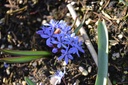 Scilla bifolia - La Pépinière d'Agnens