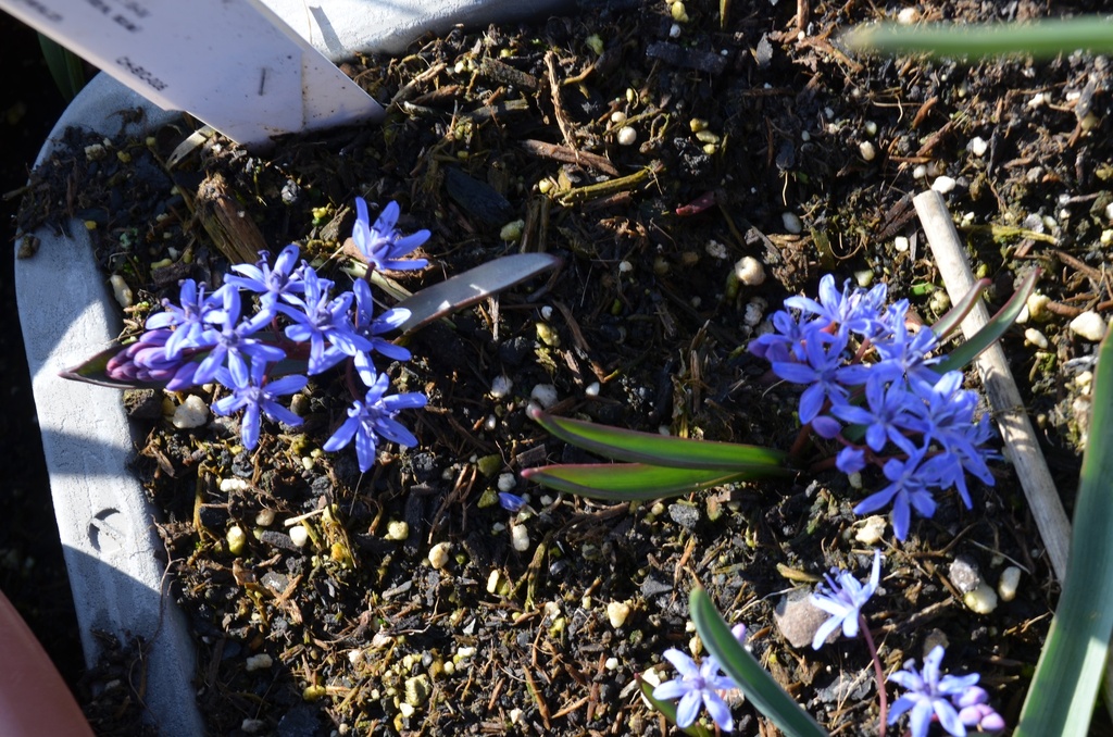 Scilla bifolia - La Pépinière d'Agnens