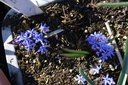 Scilla bifolia - La Pépinière d'Agnens