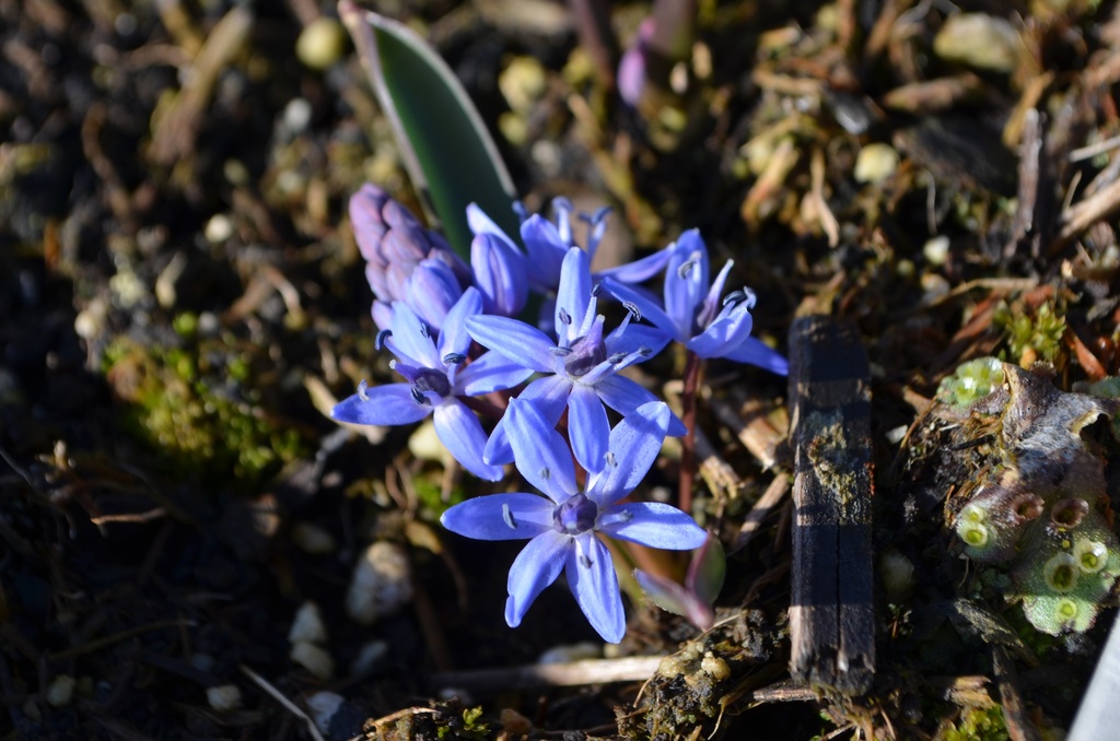 Scilla bifolia - La Pépinière d'Agnens