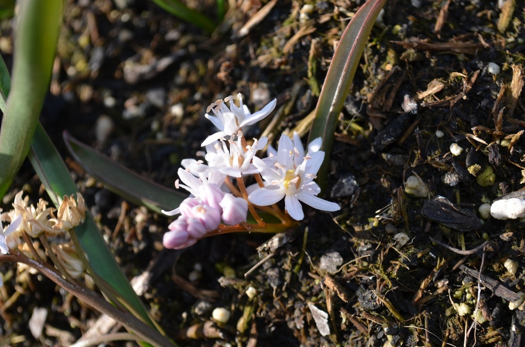 Scilla bifolia 'Rosea' - La Pépinière d'Agnens