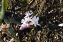 Scilla bifolia 'Rosea' - La Pépinière d'Agnens