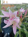 Crinum powellii- La pépinière d'Agnens